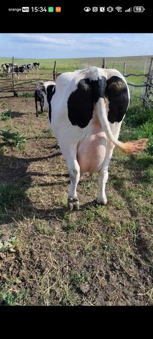 Vaca de lapte cu vitel
