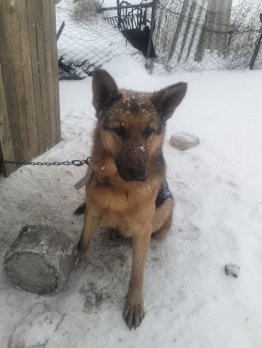 Немецкая овчарка