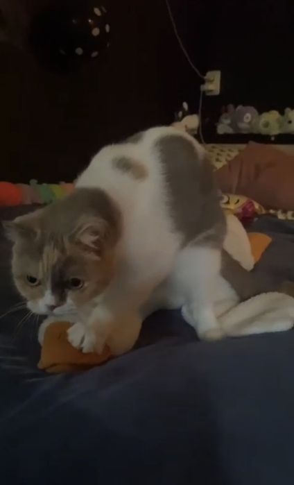 Передержка как дома