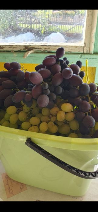 Виноградные саженцы