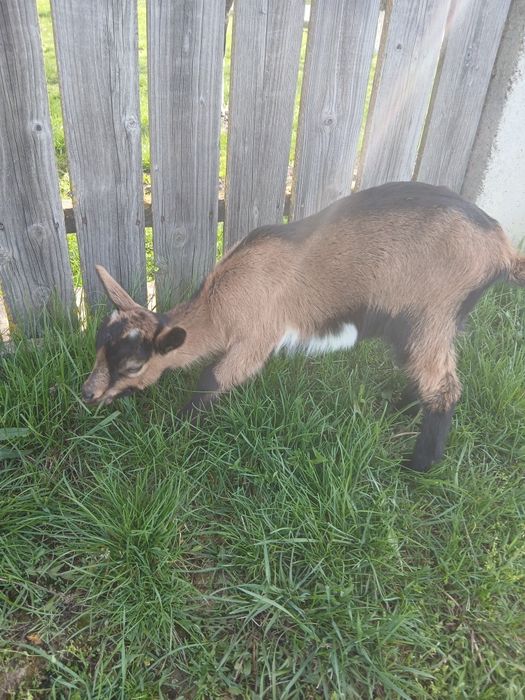 Vînd ieduță  prima fătare