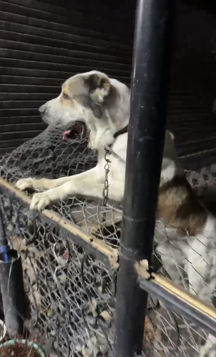 Срочно продаю сабаку Алабай