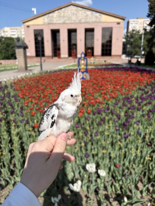 Потерялся попугай корелла