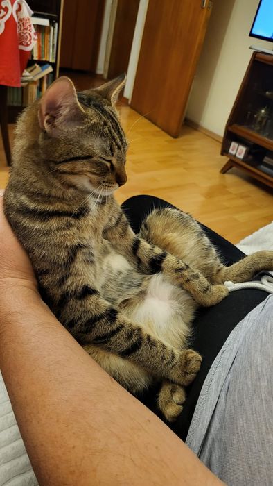 Donez spre adoptie pisicuta Bucuresti