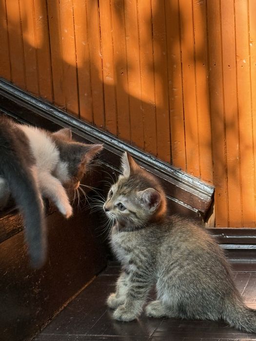 Бесплатно: котята в добрые руки