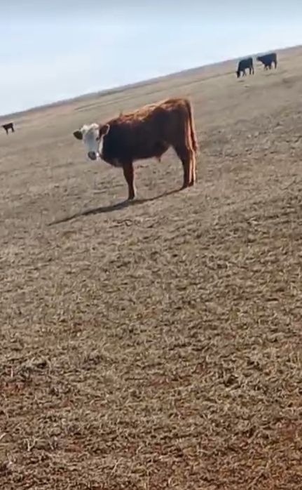 2 тайынша сатылады