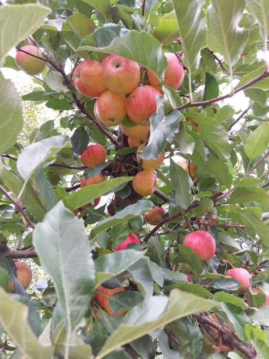 Vand mere Mere Golden,Idared,Gala