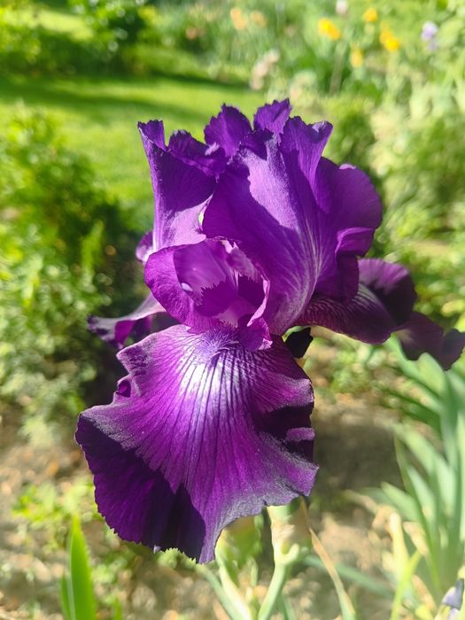 Ирисы бородатые. Разные сорта.