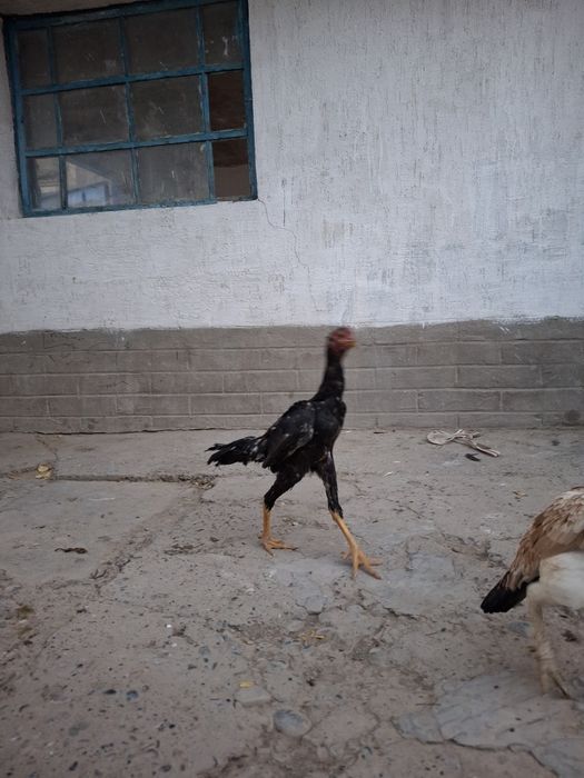 Дакан сатылады жақсы заттар срочна срочно