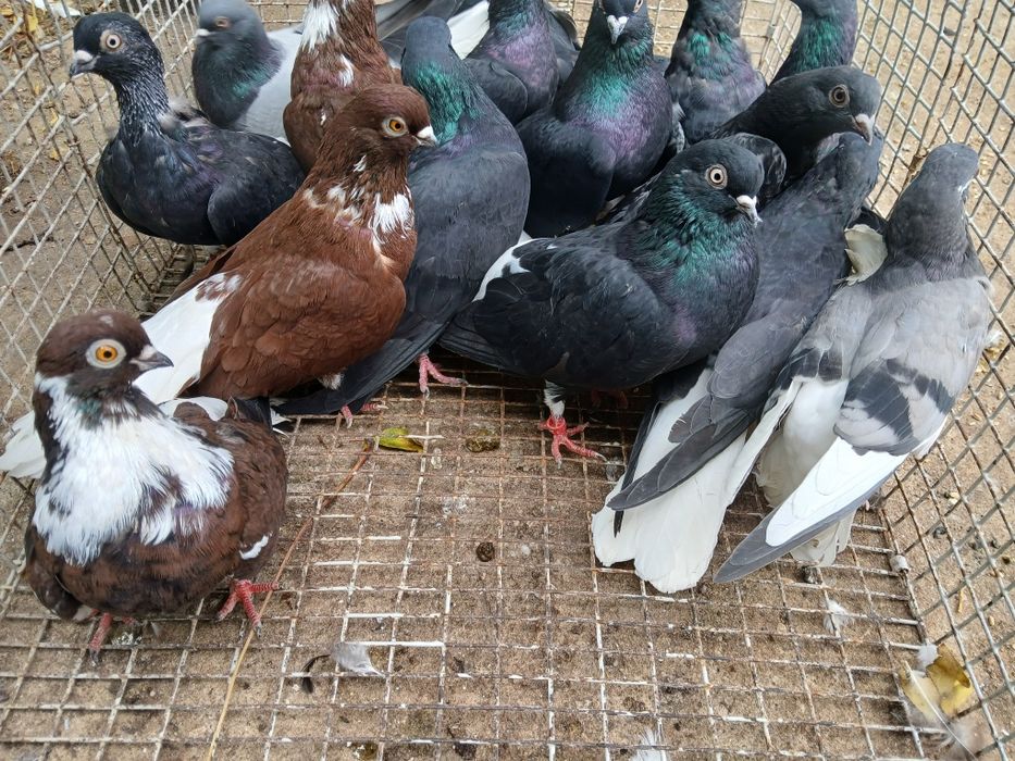 Codalb românesc de mare inalțime