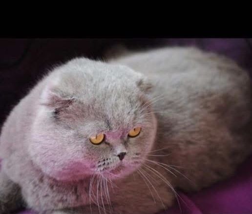 Британски и Шотландски котенца