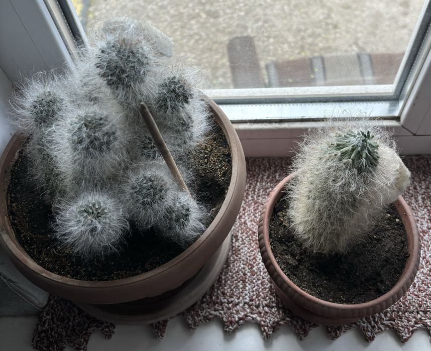 кактусы пушки