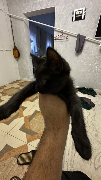 Отдам в добрые руки самец