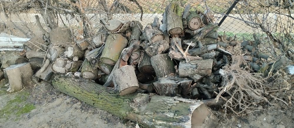 Дрова продам абрикос