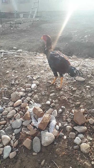 Дакандар срочно сатылады