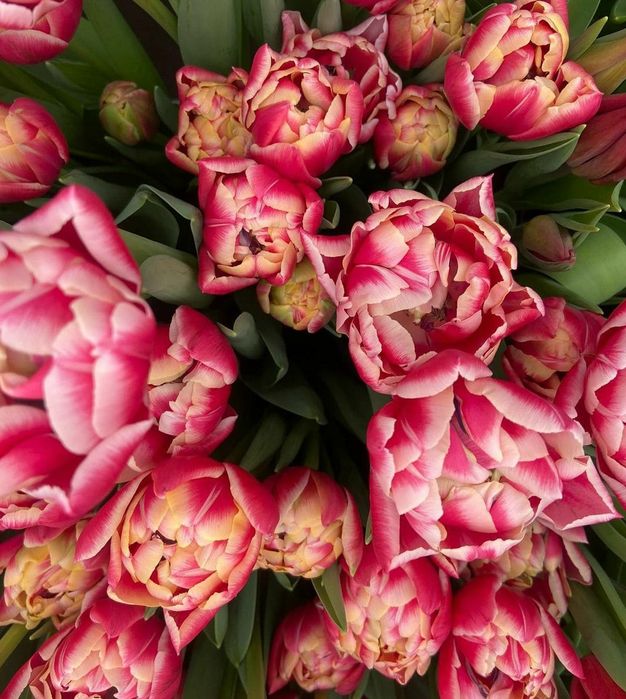 Тюльпаны триумф оптом Алматы и область