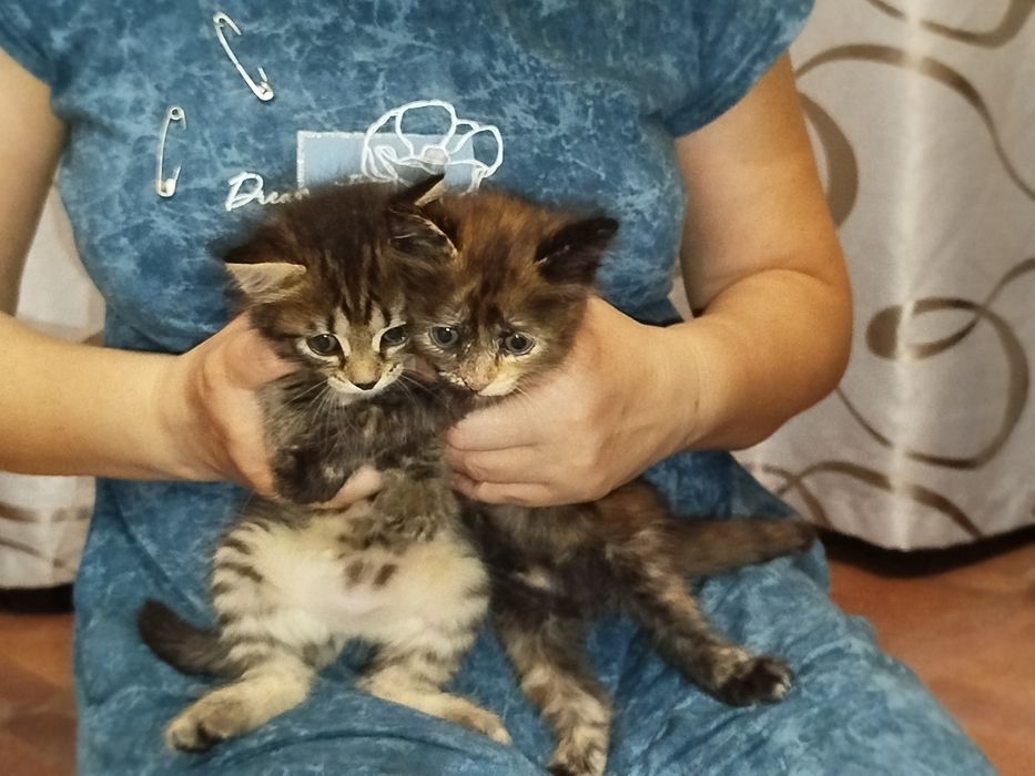 Отдам котяток в добрые руки