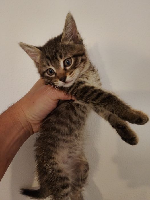 Продам котят не дорого