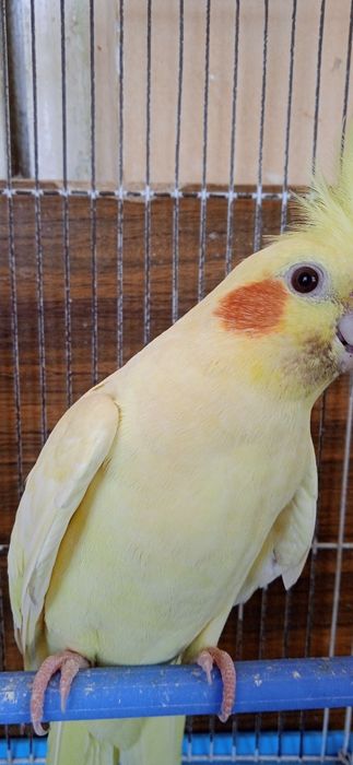 карела куш сотлади соглом