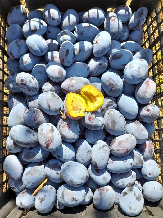 Prune Stanley de vanzare