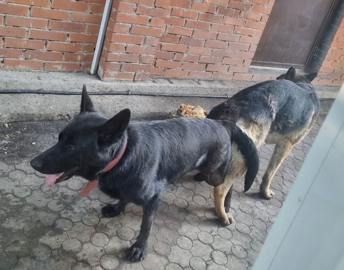 Щенки немецкой овчарки.