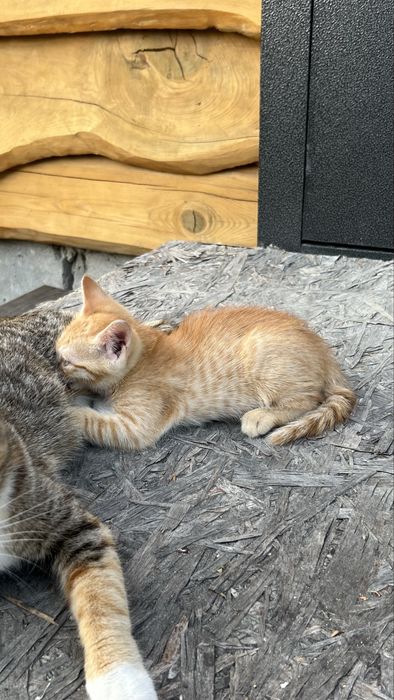 Отдам котенка в добрые руки