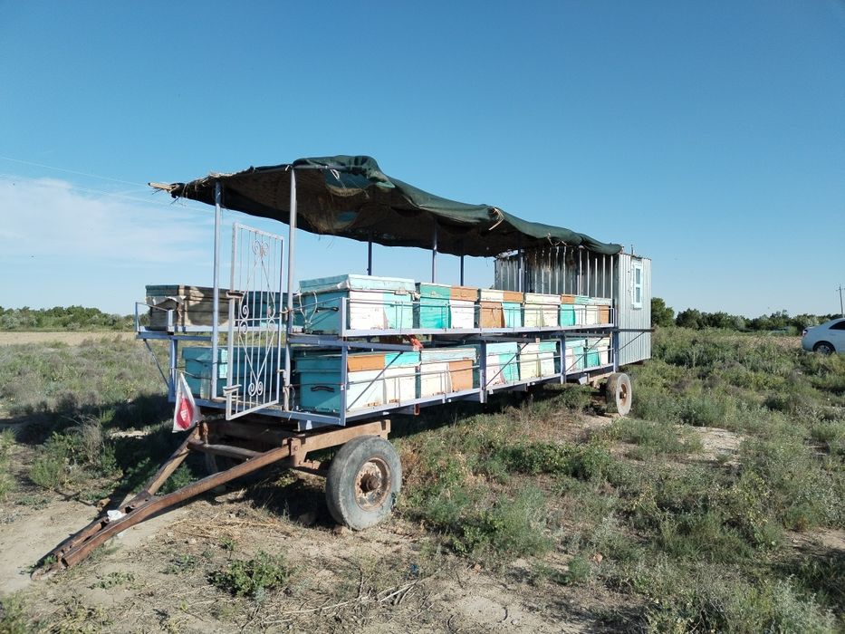 Asalari oilasi va uyasi sotiladi. 45 ta oila va yashik hamda pavelyon