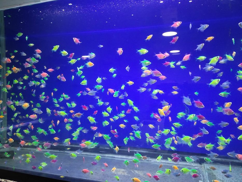 Fosfirniy rangli baliqlar