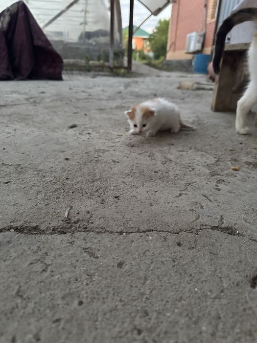 Отдам кошку котят в добрые руки