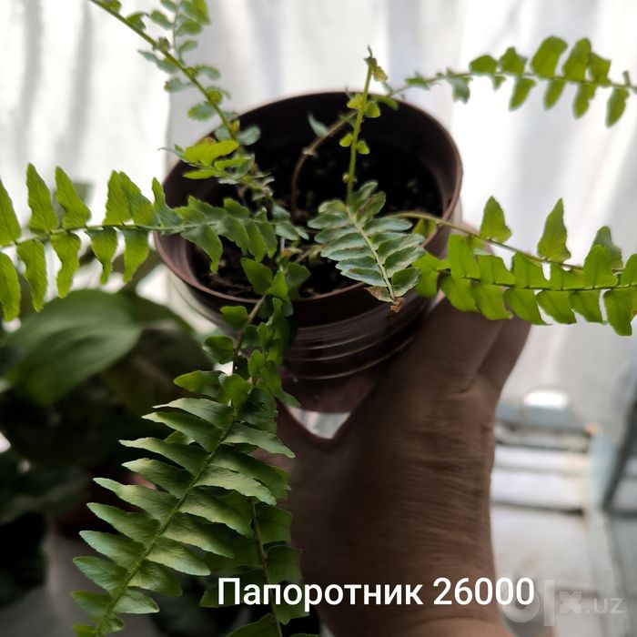 Комнатные цветы и Кошечка