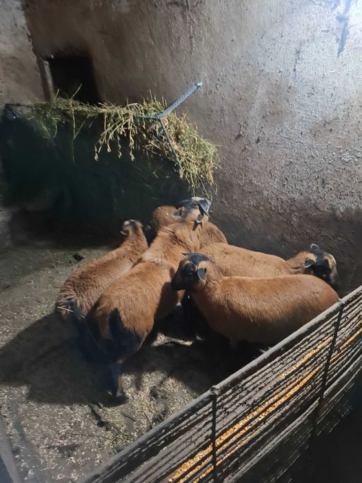 Patru oi camerun si un berbec