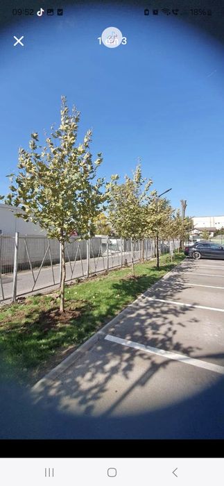 Vând copaci ornamentali tei mesteacăn platani brazi etc