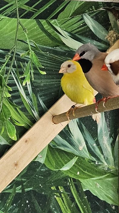 Desfiintez crescatorie