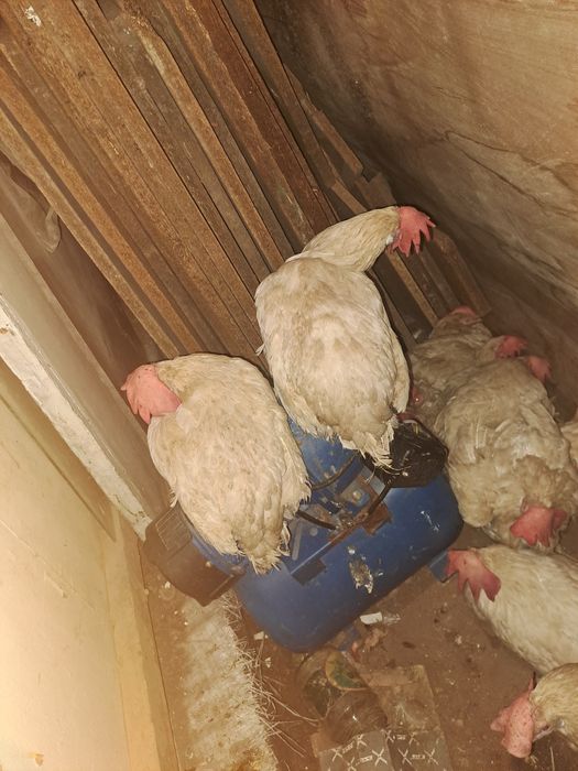 Продам куры несушка