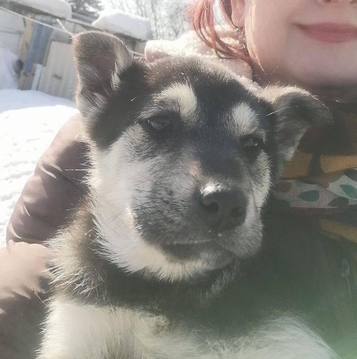 Отдам щенка в добрые руки