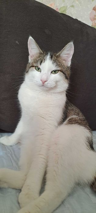 Кот в добрые руки