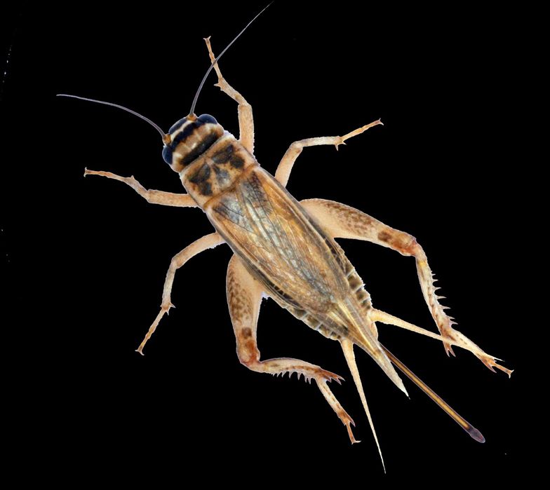 Домовые сверчки живые