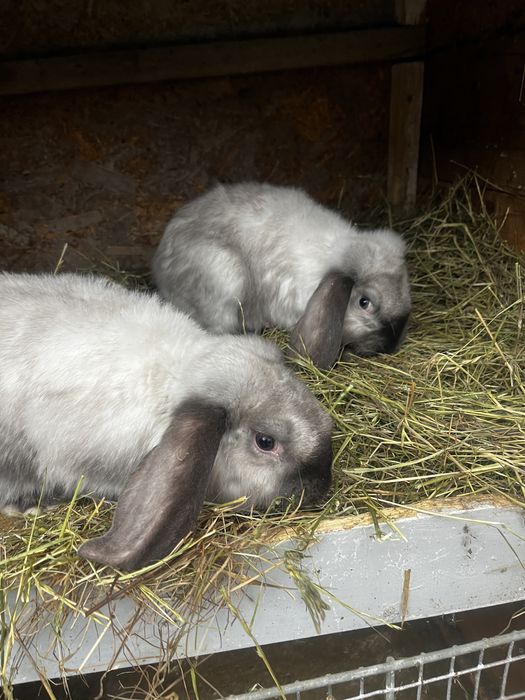 Iepuri de rasa de vanzare