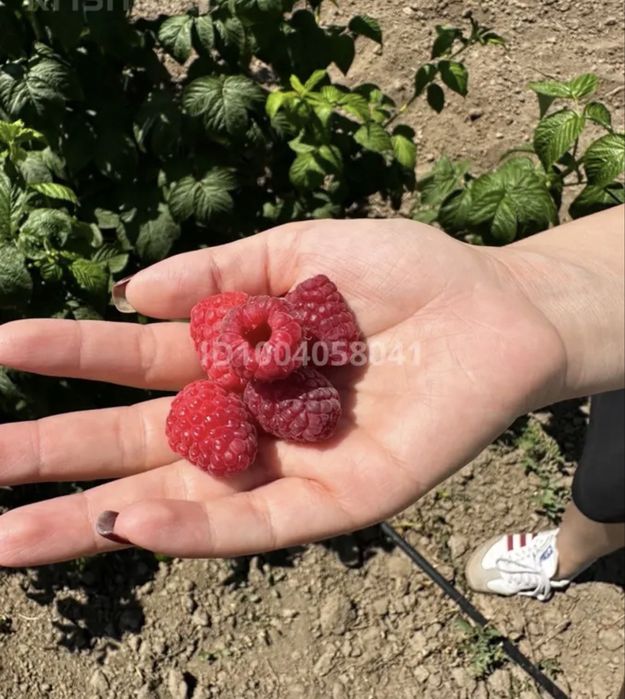 Продам участок К/Х 3.5 га.