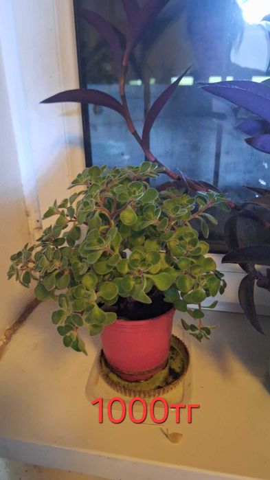 Цветы комнатные продаю домашние