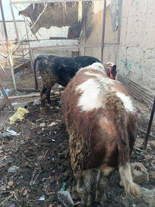 Buqa sotiladi Nazarbek