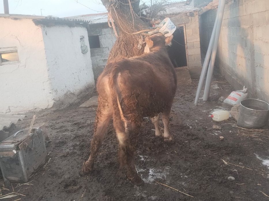 Сиыр сатылады байланған