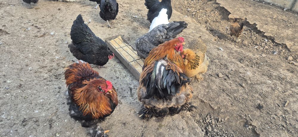 Oua de incubat de la aceste găini