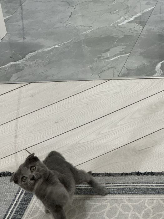 Шотландская вислоухая кошка