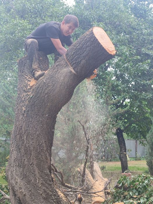 Спил деревьев не дорого