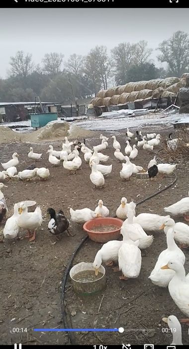 Продам утки, гуси, уйрек, гусь,  үйрек,