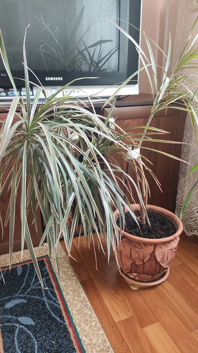 Продам цветок домашний