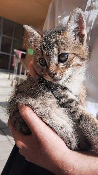 Подарявам женско котенце