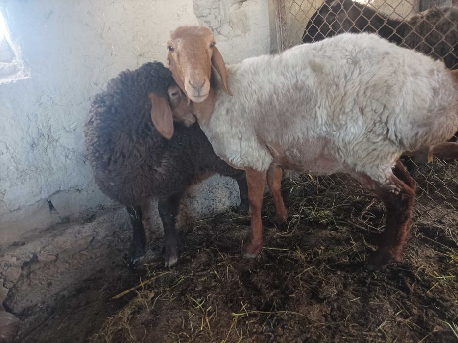 Qoʻy sotiladi ona bola 
Bolasi moda 3.5 oylik