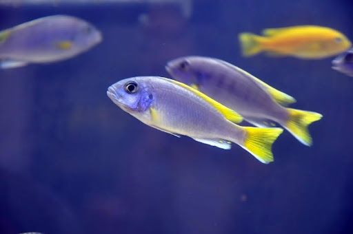 Псевдотрофеус ацей Лювала Риф